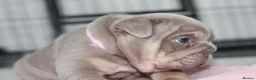 English Bulldog dogs for sale: ⭐️⭐️⭐️ EXCEPTIONAL ENGLISH BULLDOG PUPPIES ⭐️⭐️⭐️ - Advert 21