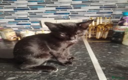 British Shorthair cats for sale: 2 beautiful kittens looking for forever home  - Image 5