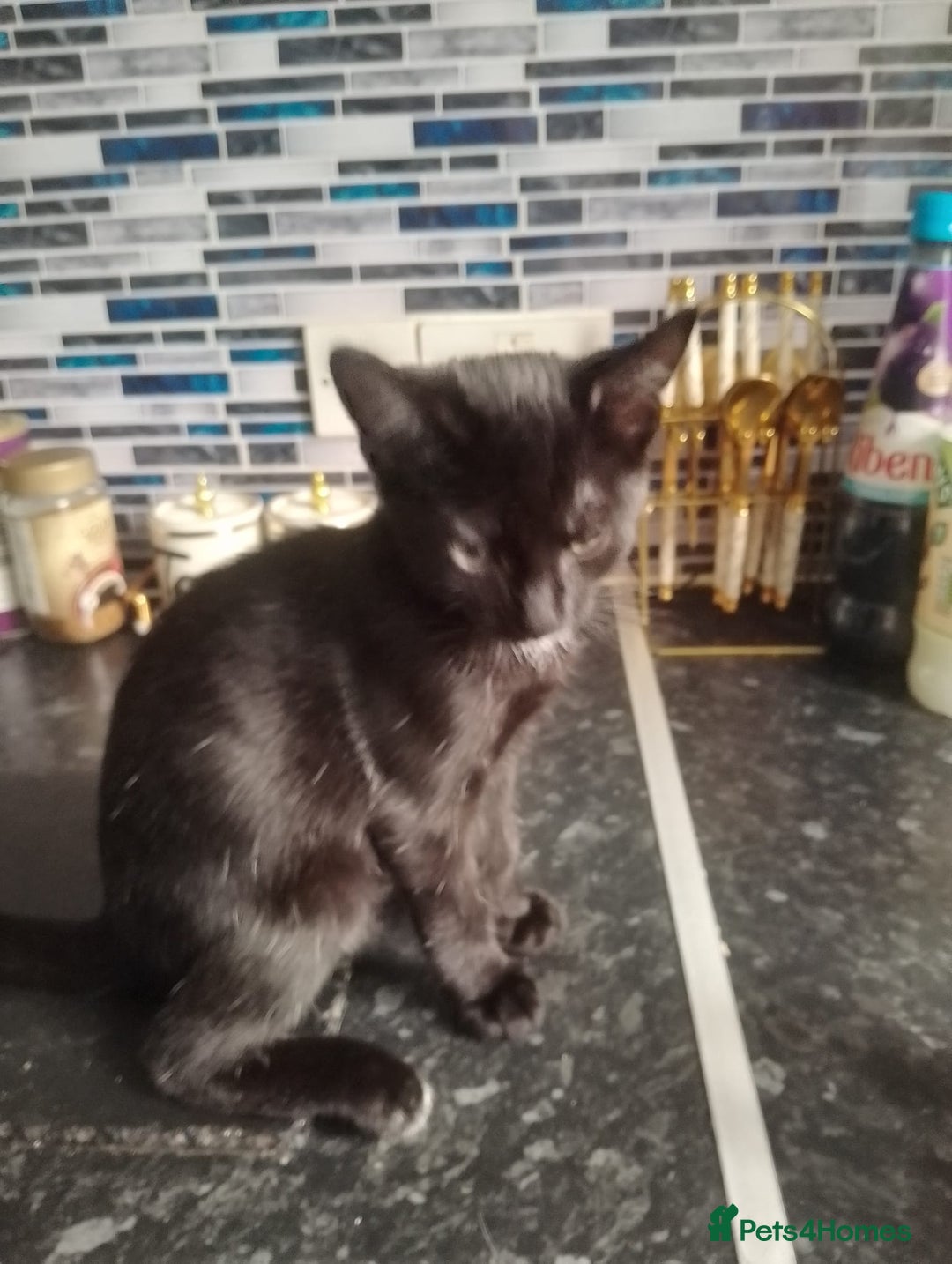 British Shorthair cats for sale: 2 beautiful kittens looking for forever home  - Image 5