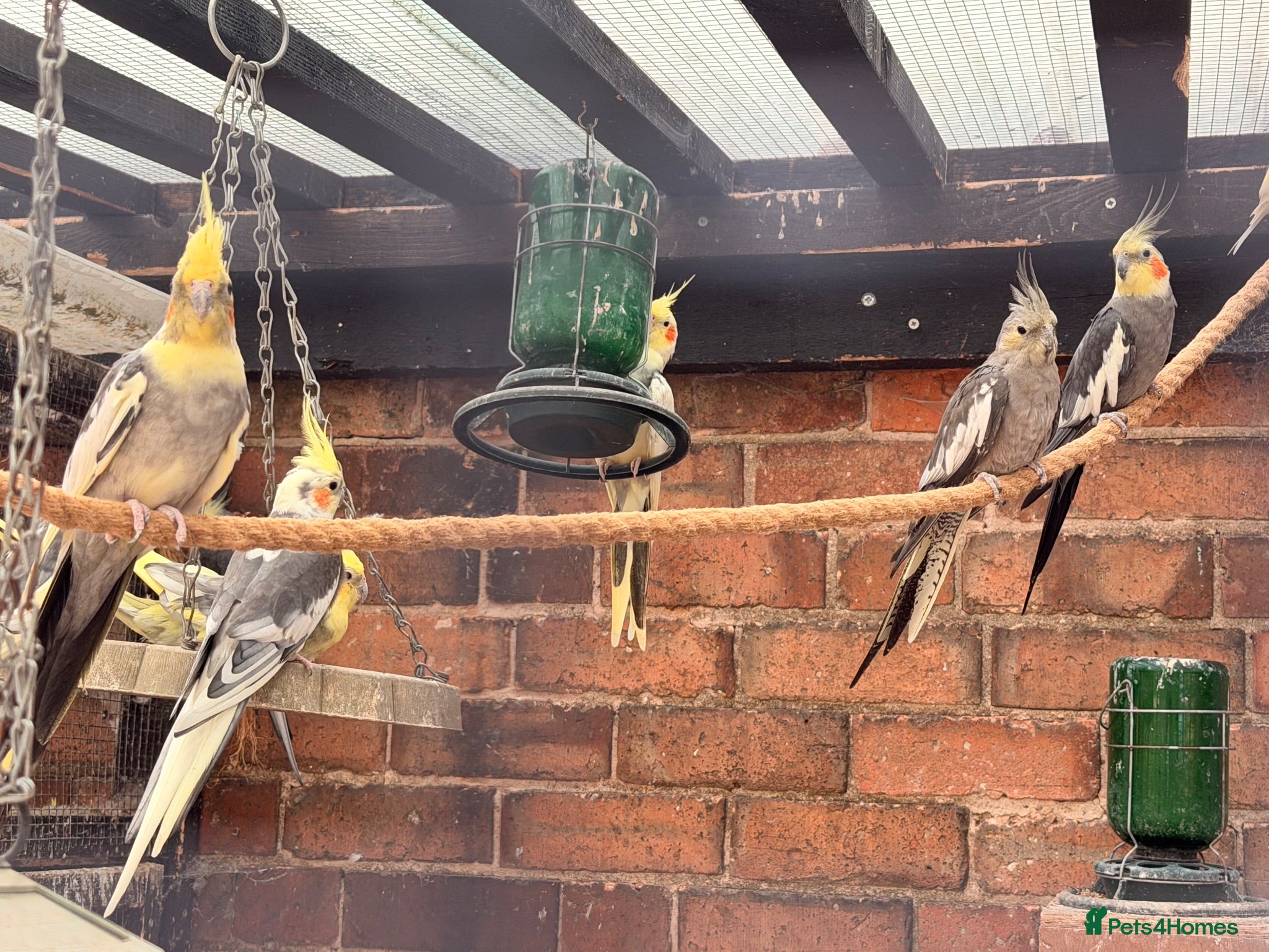 Cockatiels birds Cockatiels mixed  - Advert 16