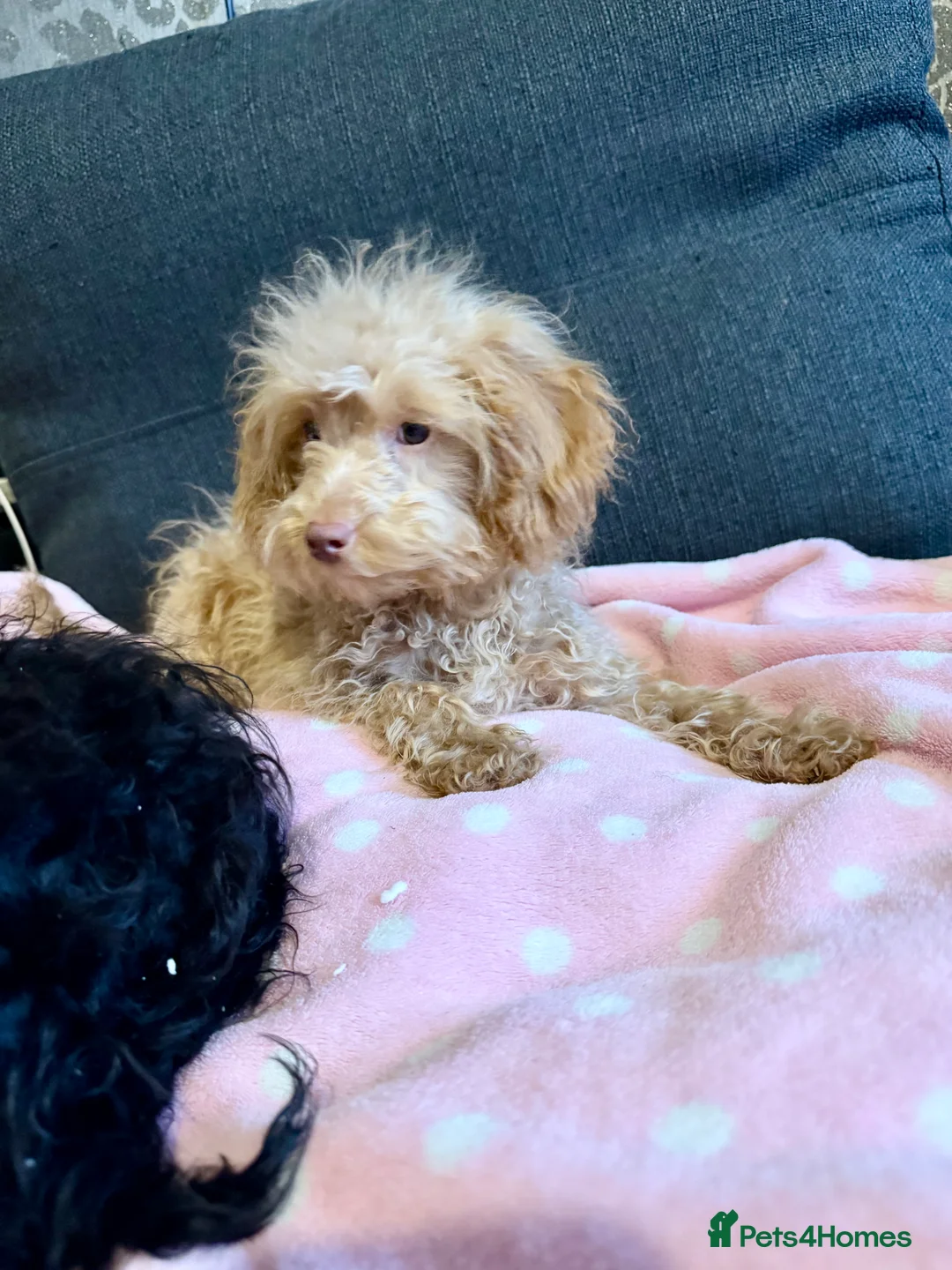 Cockapoo dogs for sale: Poodle  - Advert 8