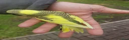Budgerigars birds for sale: Hand reared super tame budgie  - Advert 12