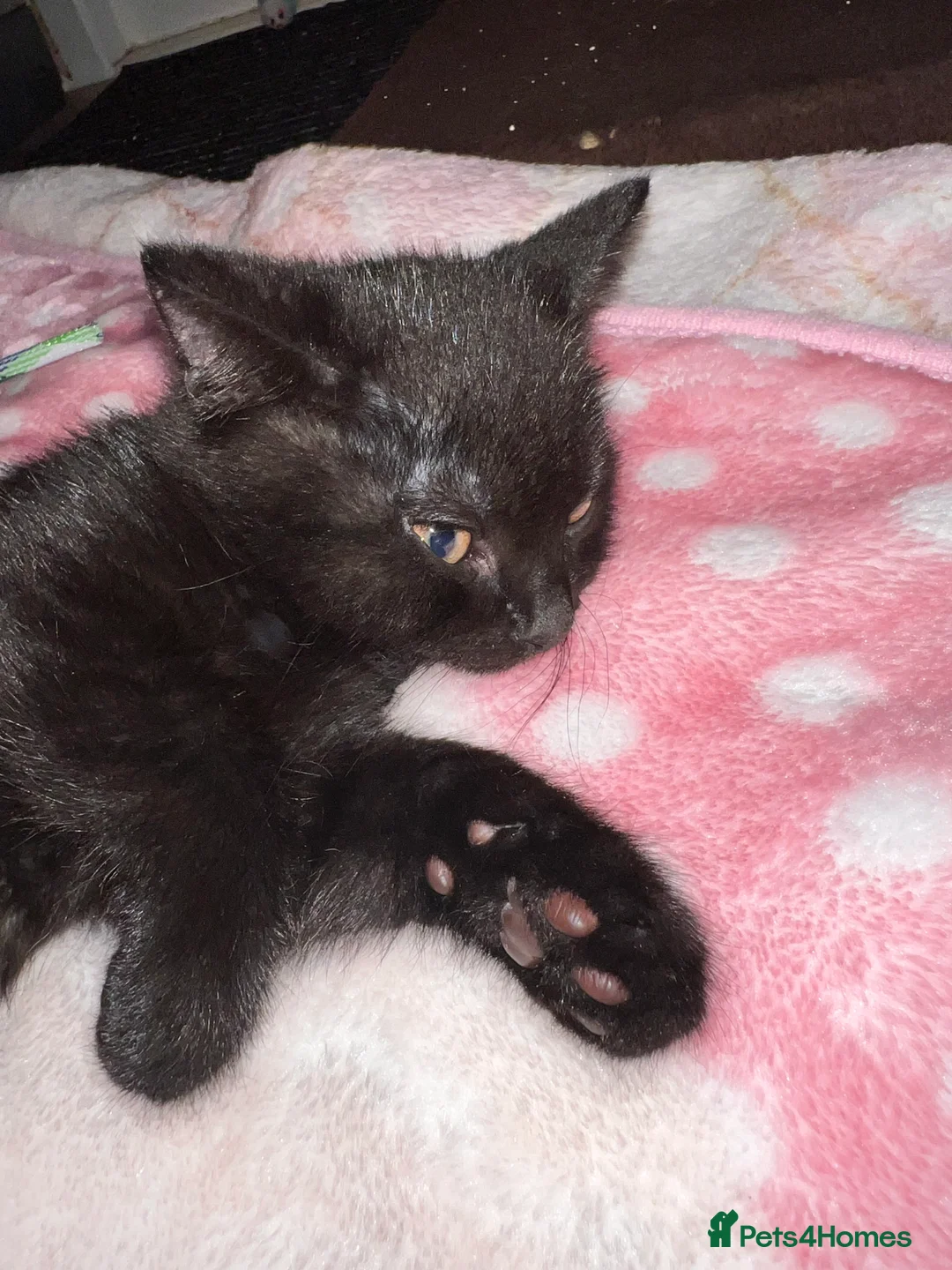 British Shorthair cats for sale: British Shorthair Kittens - Advert 11