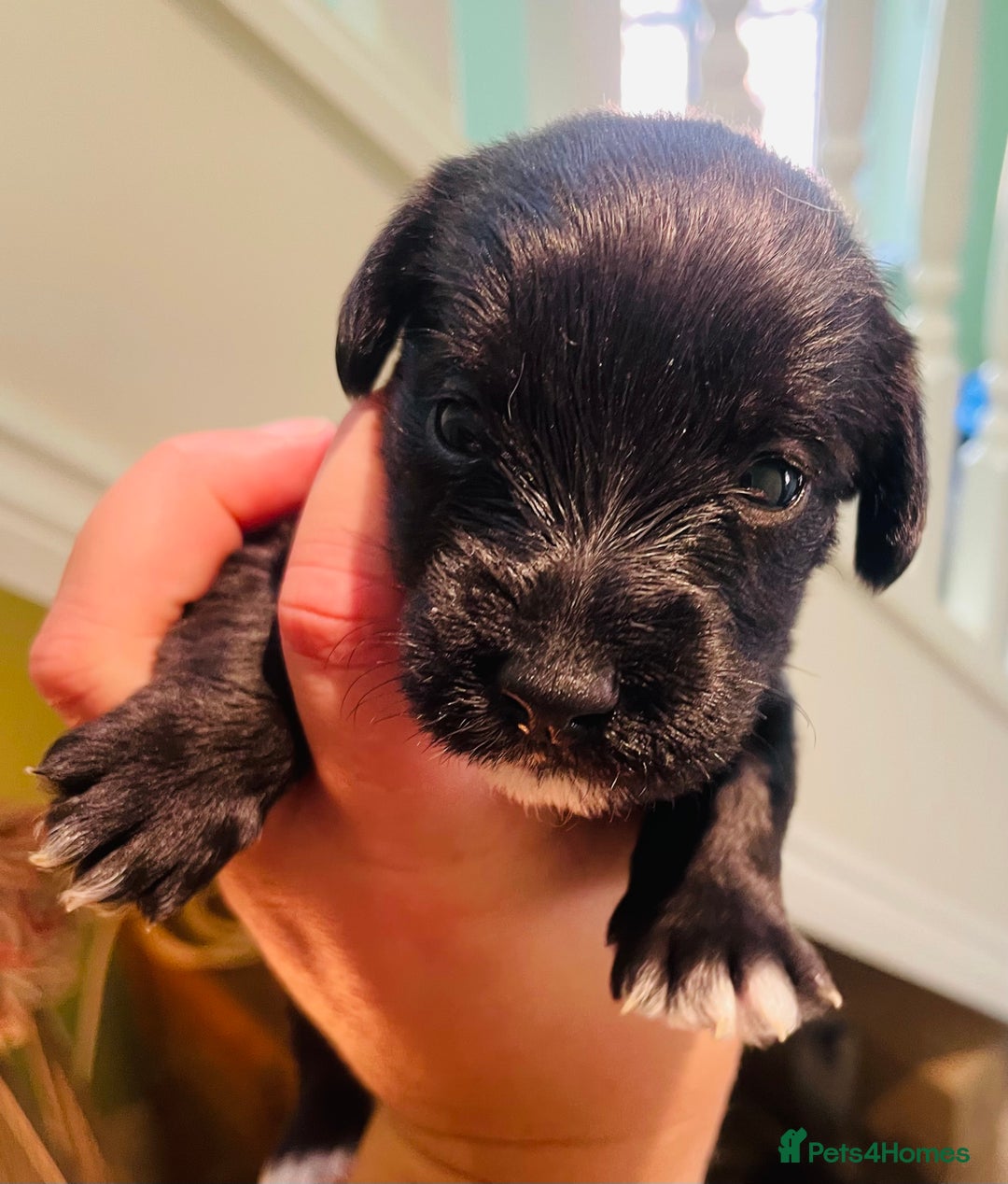 Mixed Breed dogs for sale: Jackapoo puppies for sale - Image 11