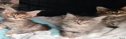 Maine Coon cats for sale: Pedigree tica mainecoon kittens - Advert 22