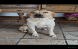 Labrador Retriever dogs for sale: 11 Exceptional Labrador Puppies - Image 2