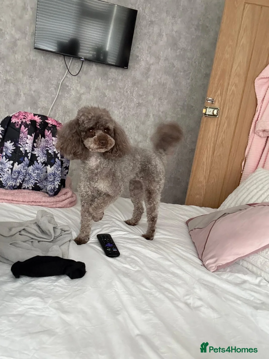 Mixed Breed dogs for sale: 2 poodles - Advert 2