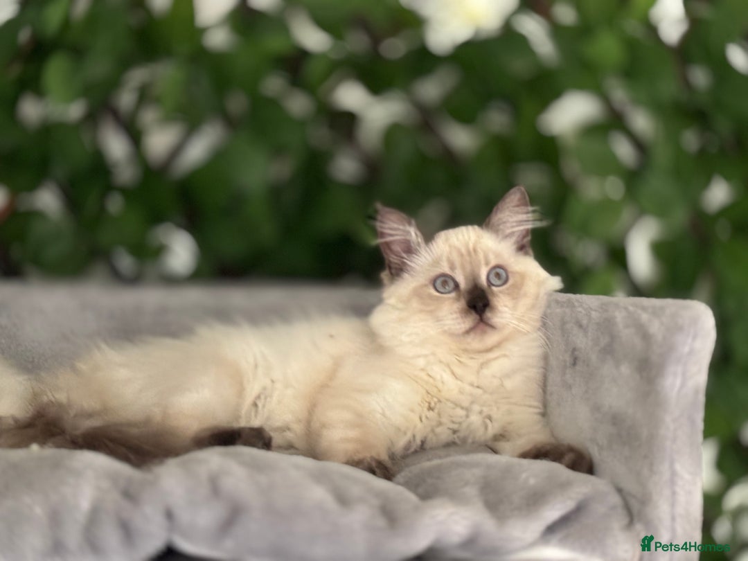 Ragdoll cats for sale: TICA, DNA tested, 5 gen pedigree  - Image 28