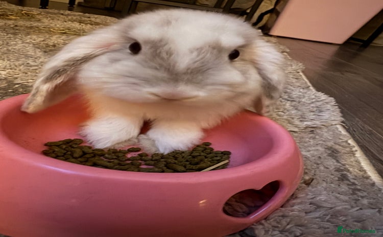 Mini Lop rabbits - Advert 1