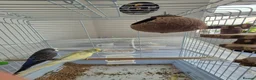Budgerigars birds for sale: Budgies for sale in Southsea - Advert 5