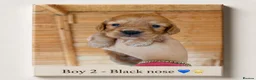 Cocker Spaniel dogs for sale: Stunning Working Cocker puppies!! 1 boy left!! - Advert 20