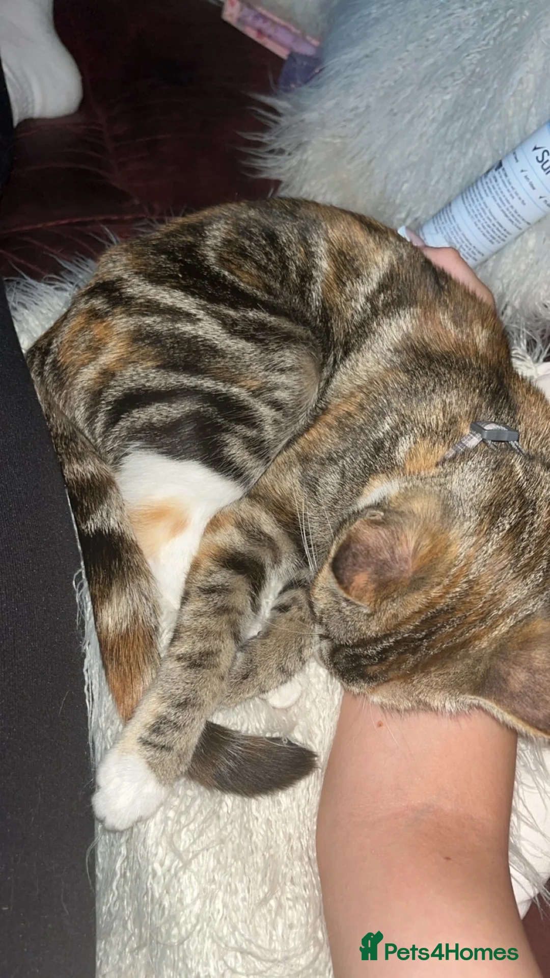 Mixed Breed cats for sale: Mainecoon cross cat - Advert 6