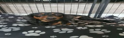 Dachshund dogs for sale: 3 beautiful dachshunds 🐶 in Doncaster - Advert 10