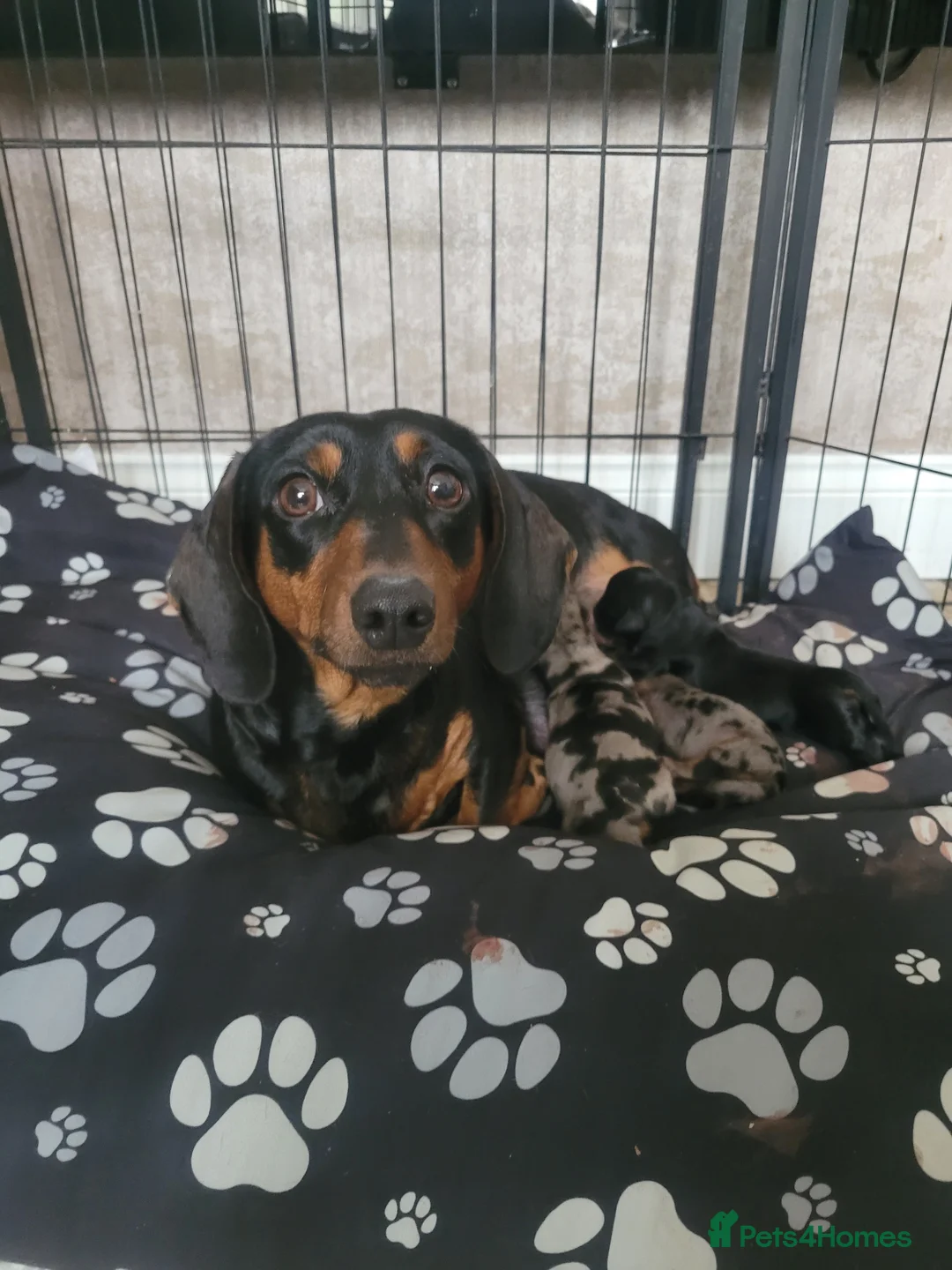 Dachshund dogs for sale: 3 beautiful dachshunds 🐶 in Doncaster - Advert 10