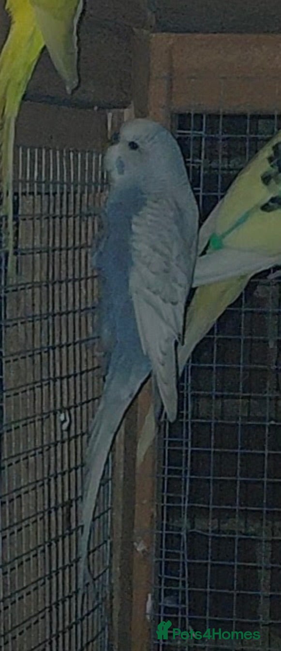 Parakeets birds Budgies  - Advert 17