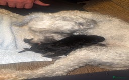 Labradoodle dogs for sale: Stunning tiny labradoodles blue Merle & black - Image 2