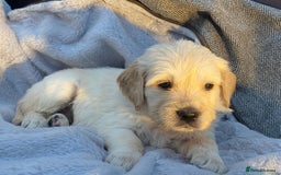 Golden Retriever dogs for sale: Outstanding Golden Retriever Puppies - Image 2