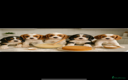 Cavalier King Charles Spaniel dogs for stud: Kc dna clear cavalier boy for stud  in Huddersfield - Image 17