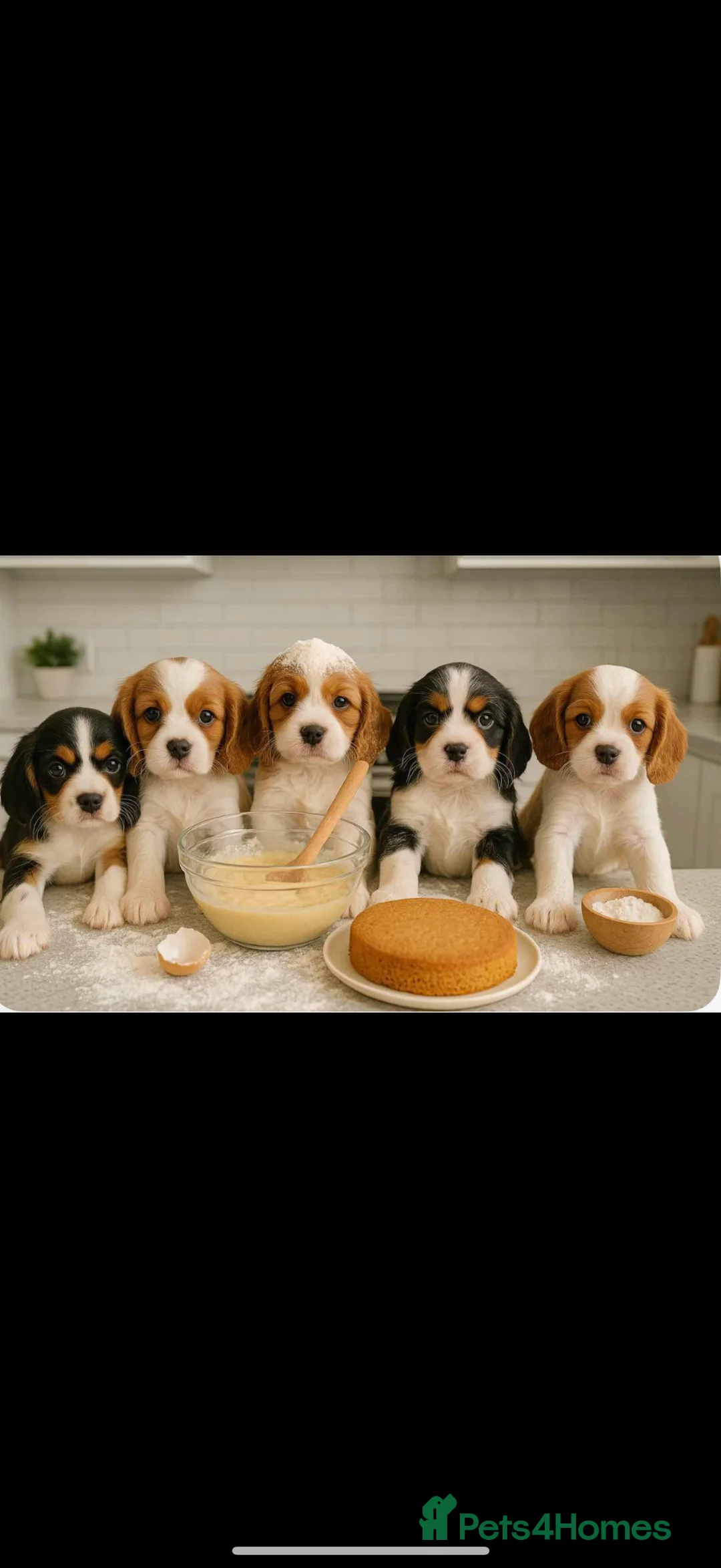 Cavalier King Charles Spaniel dogs for stud: Kc dna clear cavalier boy for stud  in Huddersfield - Advert 17