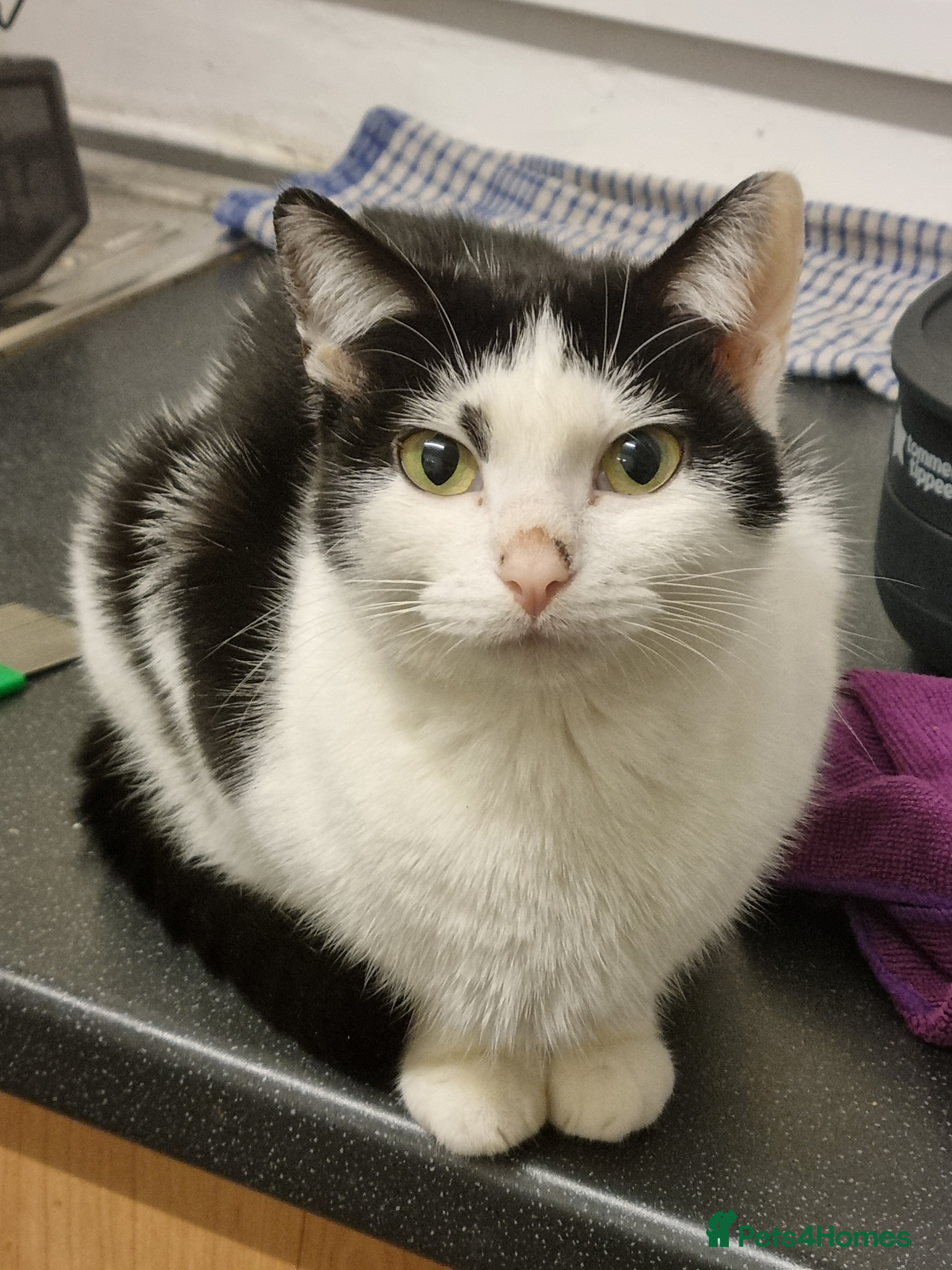 British Longhair cats 3 beautiful kittens  - Advert 13