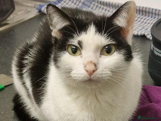 British Longhair cats 3 beautiful kittens - Advert 1