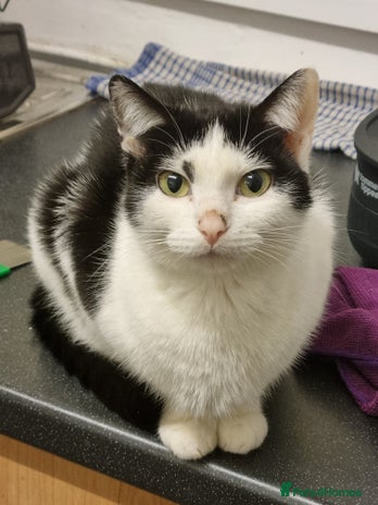 British Longhair cats 3 beautiful kittens - Advert 1