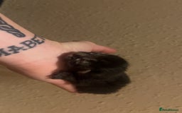 Mixed Breed cats for sale: Black Tabby kittens - Image 19