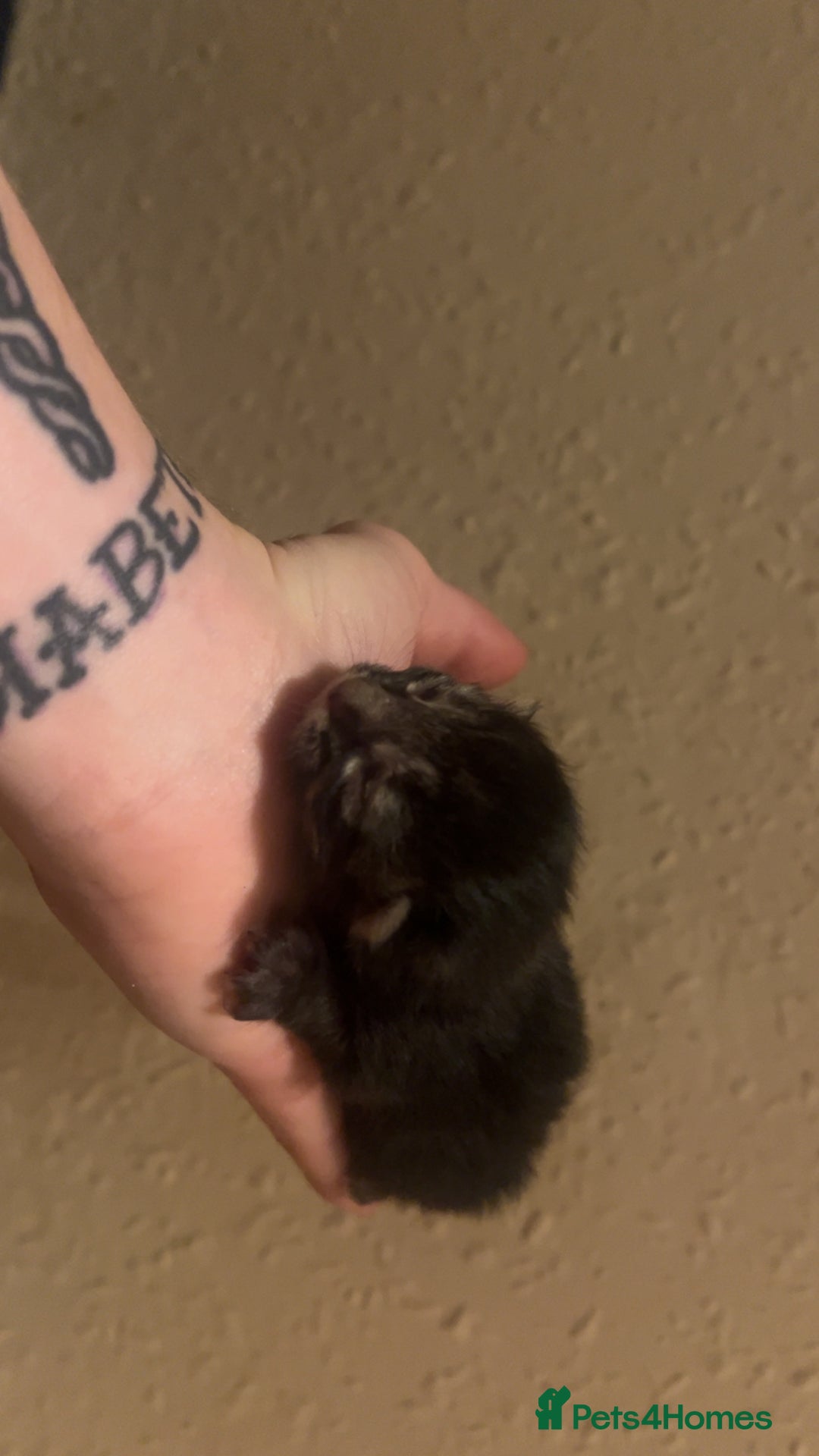 Mixed Breed cats for sale: Black Tabby kittens - Image 19