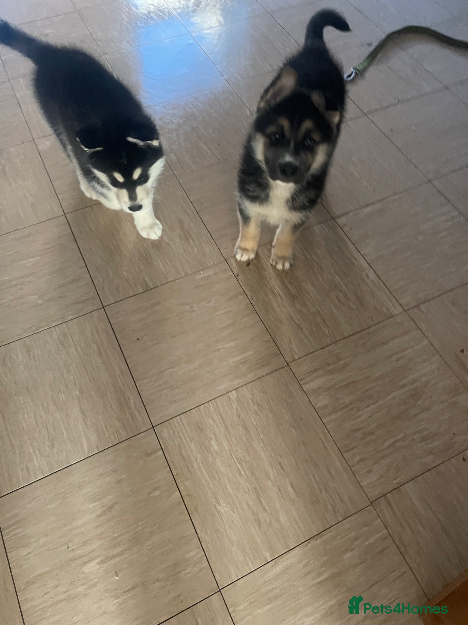 Shepsky dogs for sale: Beautiful fluffy puppies - Advert 1