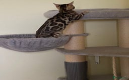 Bengal cats for sale: Beautiful 💜 Health tested TICA Bengal kittens  - Image 8
