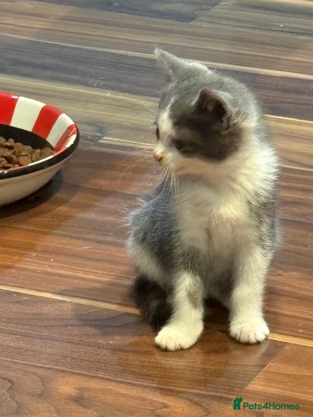 Domestic Shorthair cats for sale: Forever homes needed  - Image 12