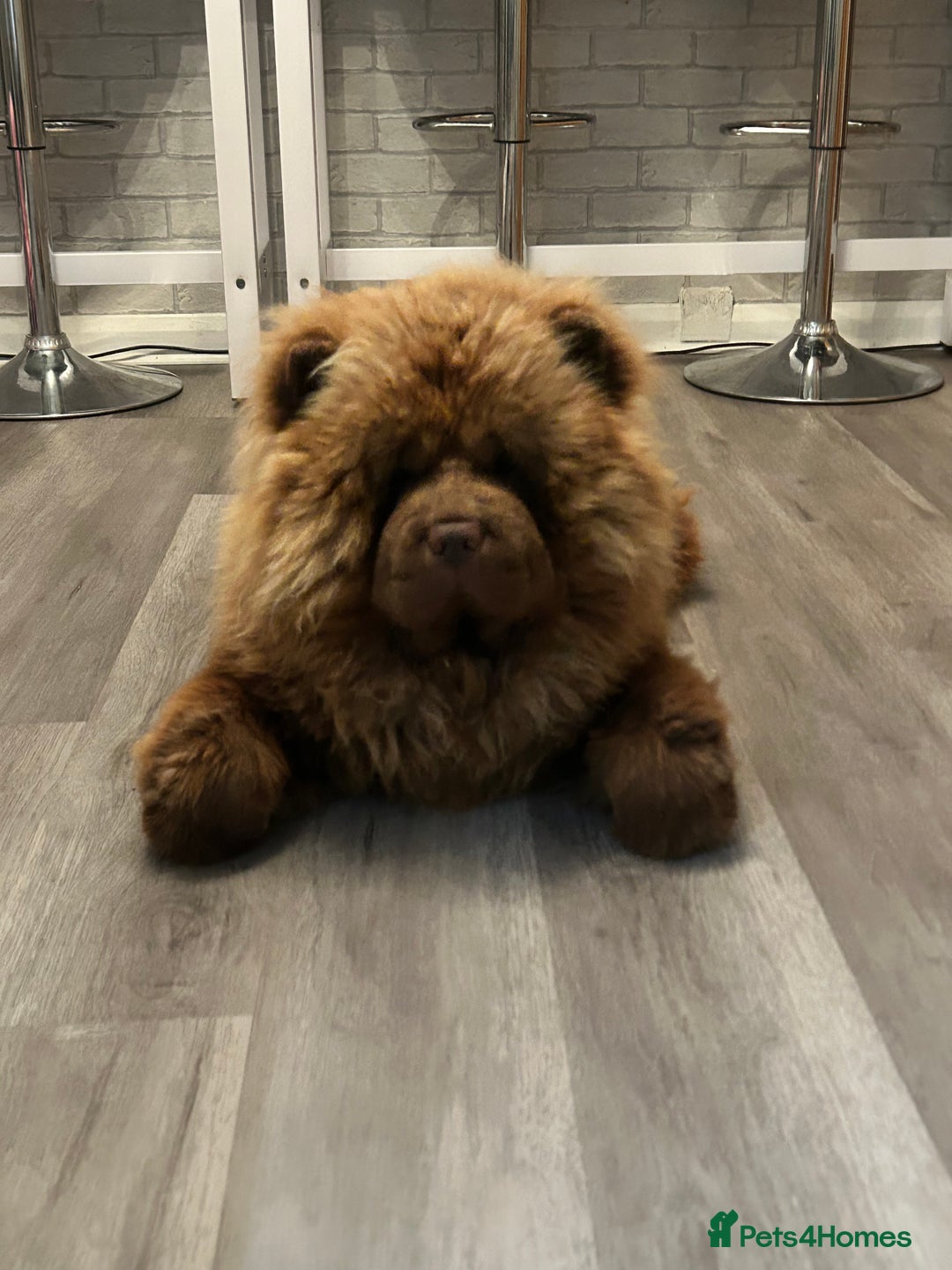 Chow Chow dogs for sale: Beautiful chow chow puppies 🥰 - Advert 14