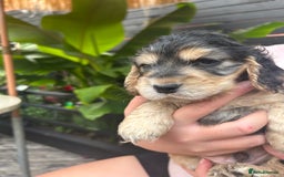 Cocker Spaniel dogs for sale: Cocker spaniel puppies - Image 10