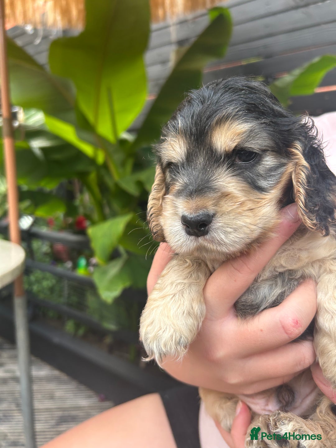 Cocker Spaniel dogs for sale: Cocker spaniel puppies - Image 10