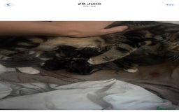 Mixed Breed cats for sale: Last kitten reduced ready to leave at weekend! - Image 6