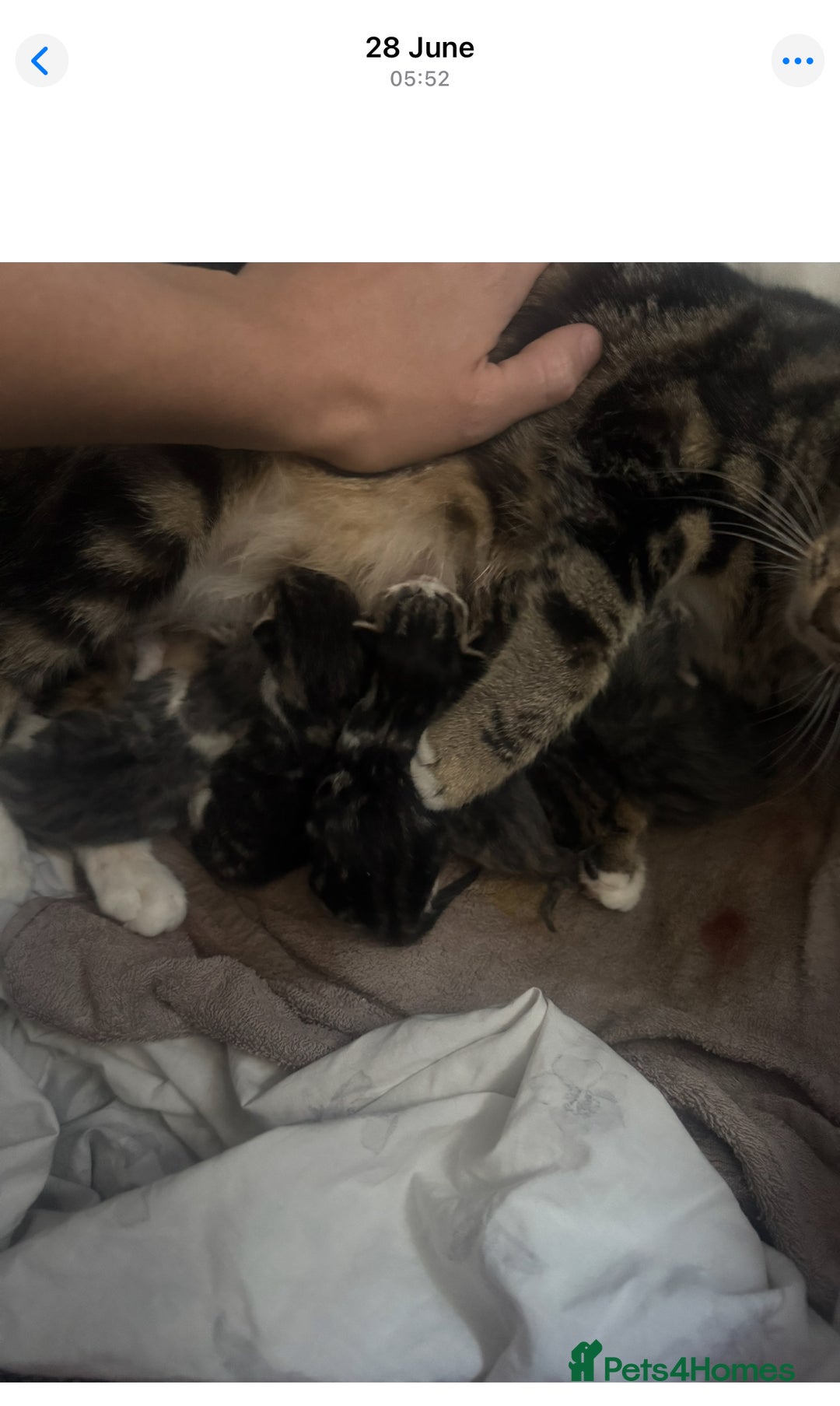 Mixed Breed cats for sale: Last kitten reduced ready to leave at weekend! - Image 6