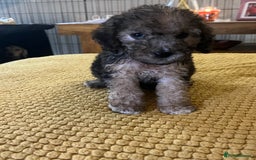 Cockapoo dogs for sale: Cockapoo puppies  - Image 25