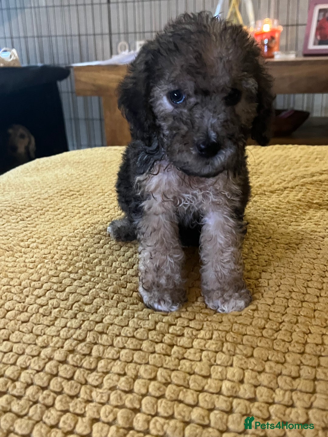 Cockapoo dogs for sale: Cockapoo puppies  - Image 25