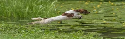 English Springer Spaniel dogs for sale: 1 bitch available springer puppies  - Advert 5