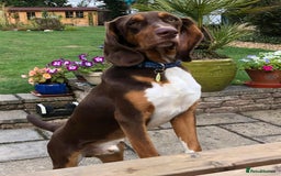 Mixed Breed dogs for adoption: Nacho - goofy Sabueso Hound for adoption - Image 7