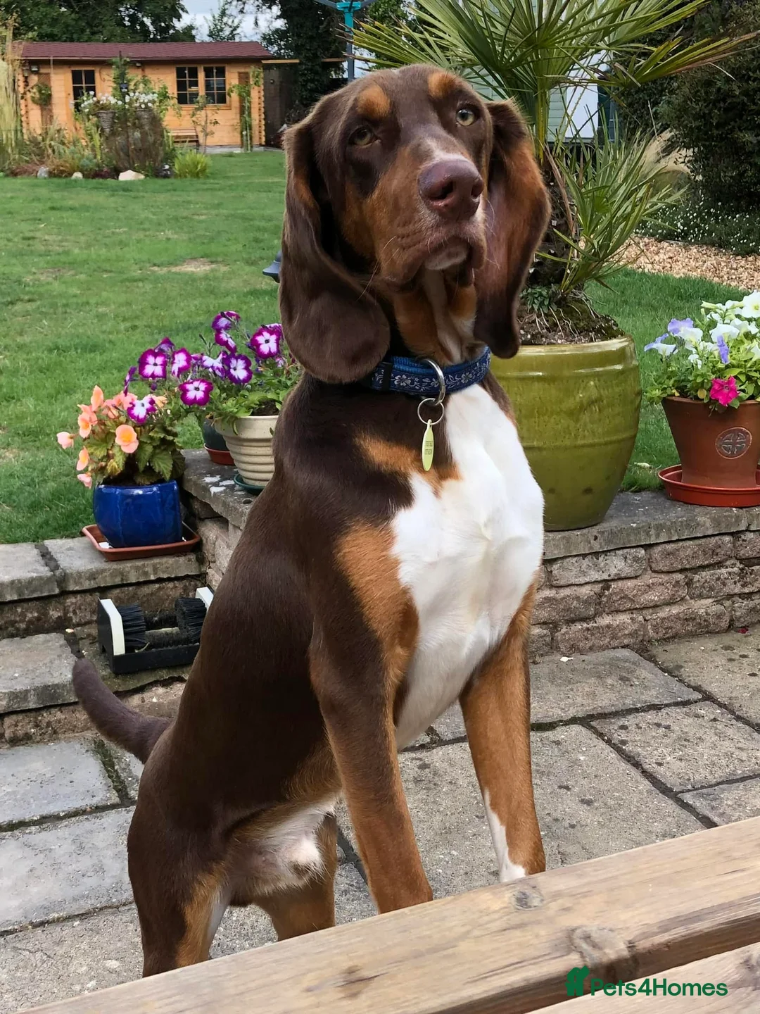 Mixed Breed dogs for adoption: Nacho - goofy Sabueso Hound for adoption - Advert 7