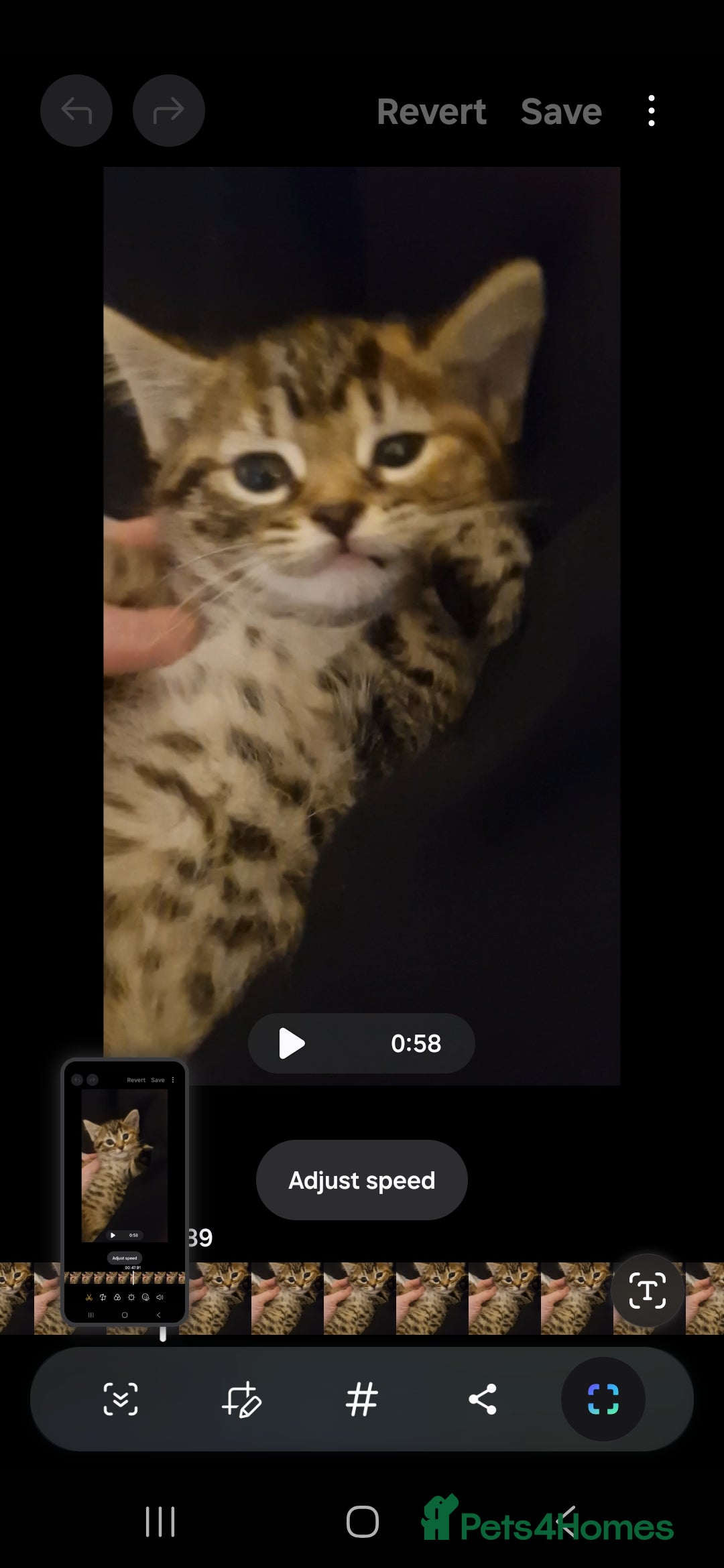 Mixed Breed cats for sale: Bengal cross kittens  - Advert 3