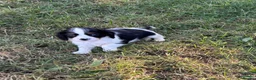 Cavalier King Charles Spaniel dogs for sale: Beautiful Cavalier Puppies Looking for Forever in Ashford - Advert 11