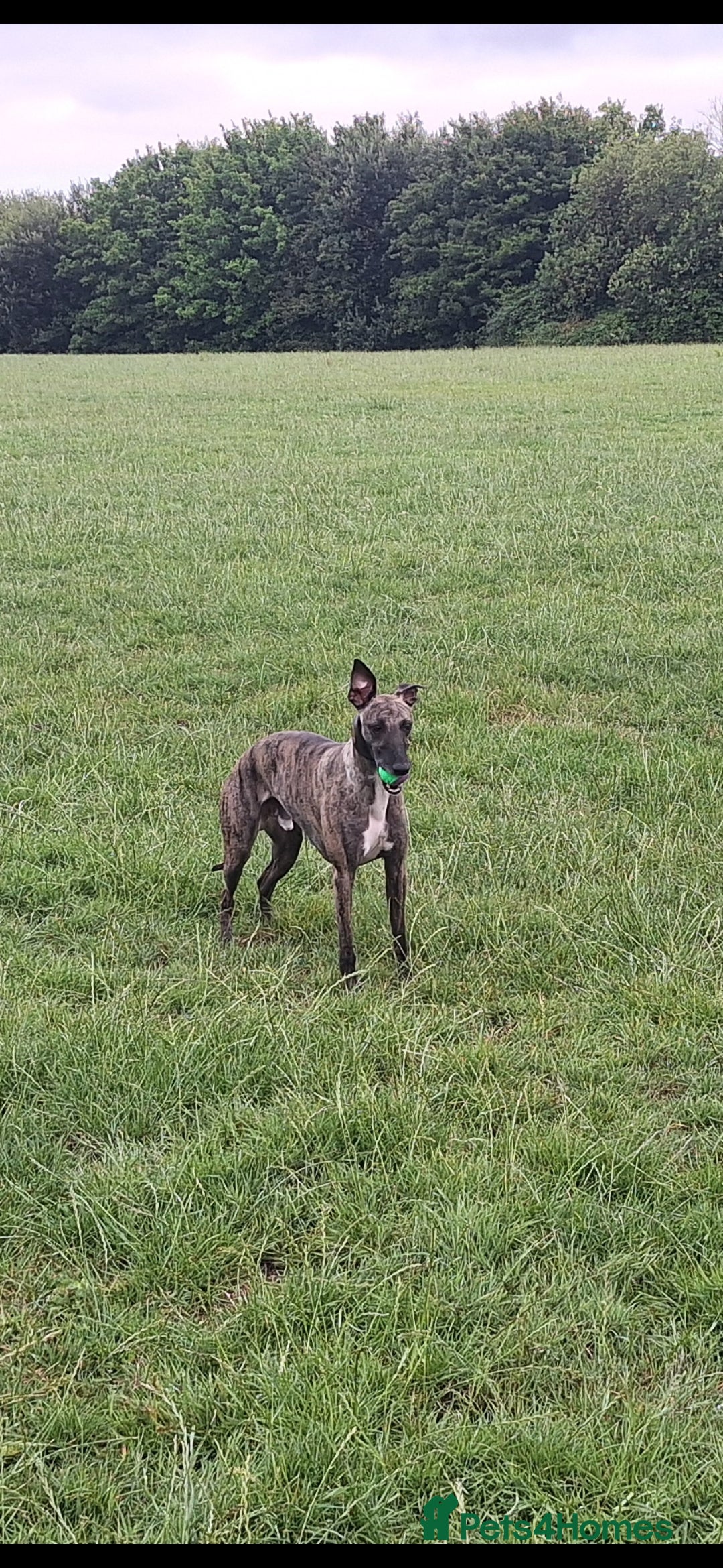 Whippet dogs for sale: 3/4 Whippet 1/4 Italian greyhound  - Image 12