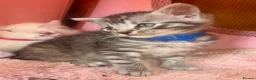 British Shorthair cats for sale: Gorgeous British shorthair Kittens! in Chichester - Advert 15
