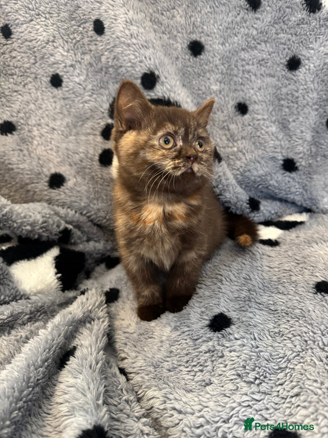 British Shorthair cats for sale: Gccf British Shorthair Kitten last girl available - Advert 2