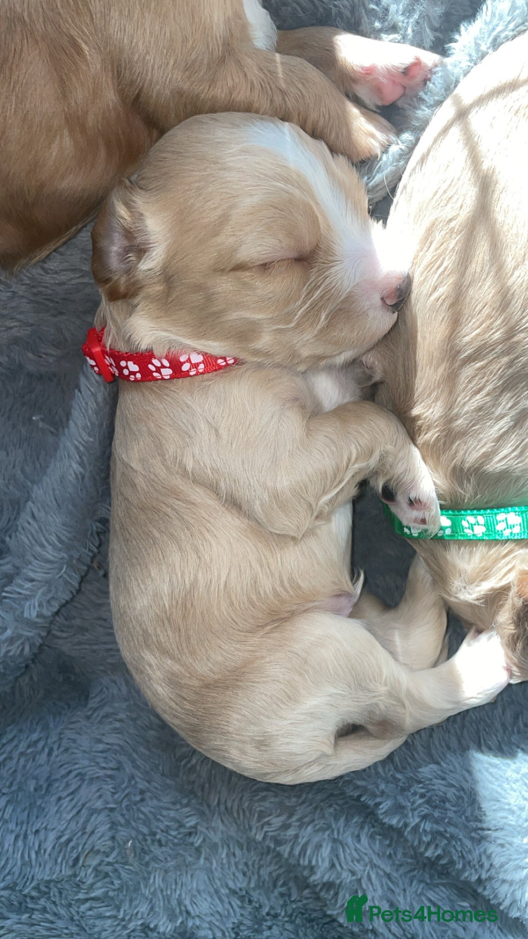 Mixed Breed dogs for sale: Cockapoo X Cavapoo Puppies - Image 3