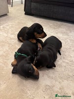 Dachshund dogs - Advert 2