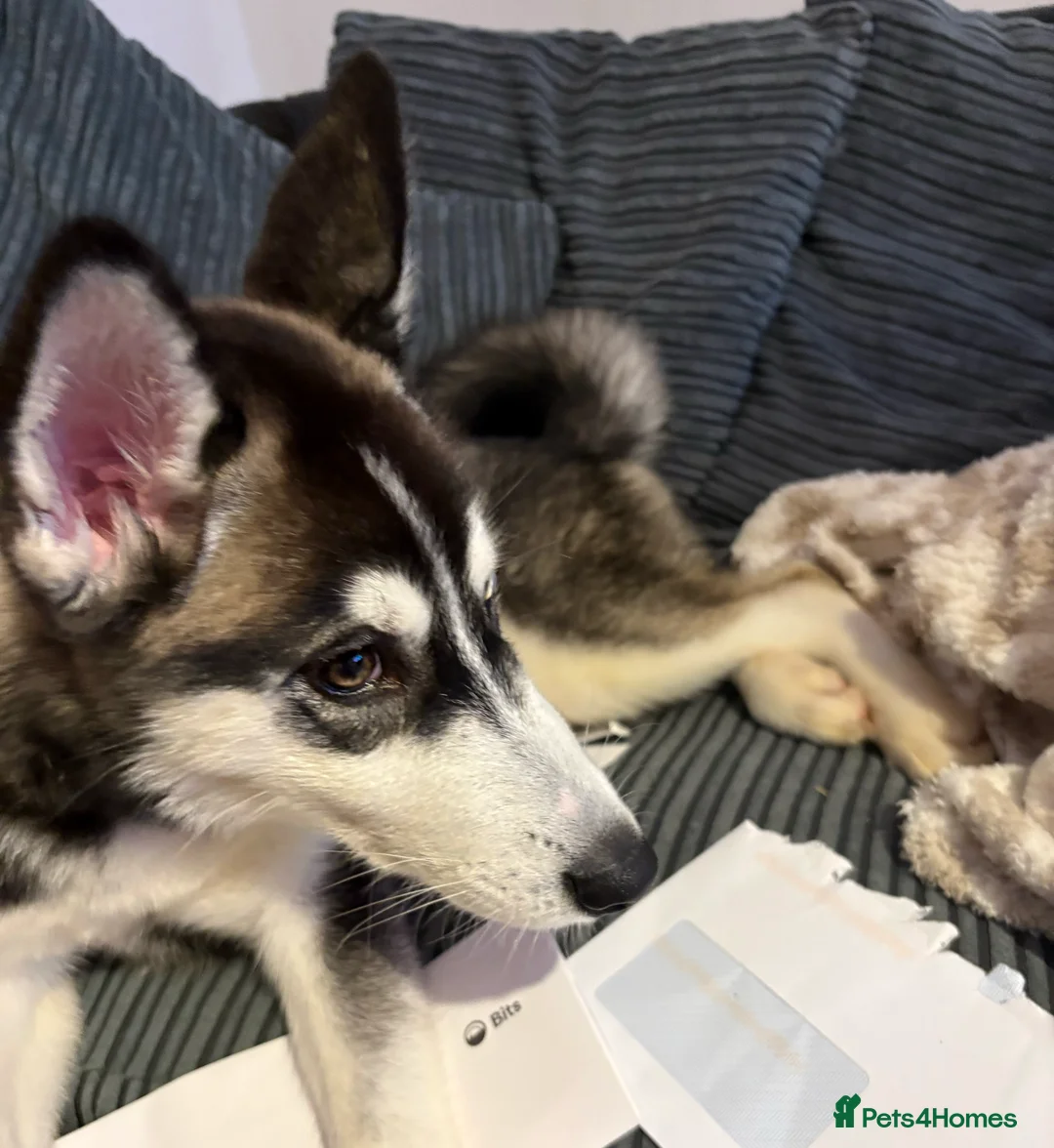 Siberian Husky dogs for sale: Husky looking for home - Advert 1