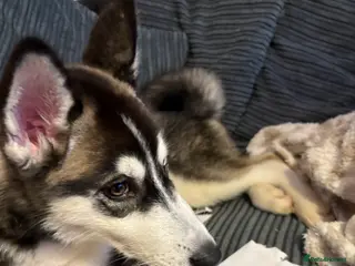 Siberian Husky dogs Husky looking for home - Advert 3